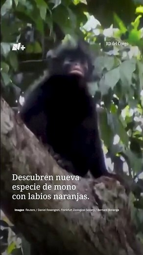 Descubren nueva especie de mono con labios naranjas en el Congo