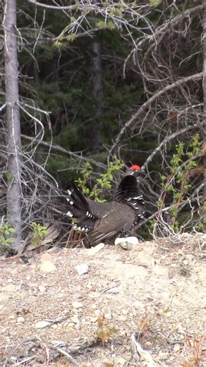 A male spruce grouse strutting for the females #wildlife #birds #hunting