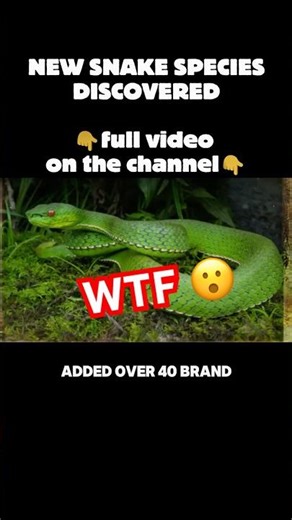 👉New Snake Species JUST Discovered !