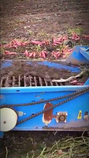 Amazing Red Potato Harvest 🚜🥔 | Modern Machine Harvesting in the Farm #FarmingLife #HarvestTime