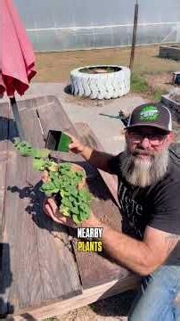 Don’t plant mint in the ground