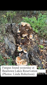 Geauga Park District on Reels