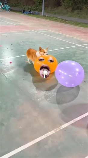 wow amazing beautiful puppy do crushing balloons #funny #pets #corgi #puppydog