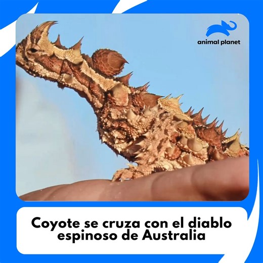 Parece salido de una película, pero es real 🦎🔥 Coyote se cruza con el diablo espinoso en pleno desierto australiano. ¿Qué tan peligroso es y cómo se defiende? No te lo pierdas ▶️👀 #CoyotePetersonAventurasSalvajes Descubre más contenidos como este en #HBOMax Suscríbete ahora https://bit.ly/MAX-AnimalPlanetLa | Animal Planet Latinoamérica