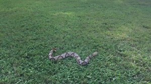 Copperhead video and laying down the facts. | All things Wild, North Georgia