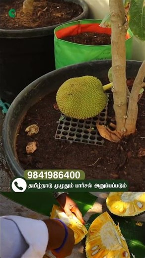 🔥 சுவையான பழம் 🍈 - Vietnam Jackfruit 🌳 | Super Tasty & Fruiting Trees 🌱 | Greenland Nursery