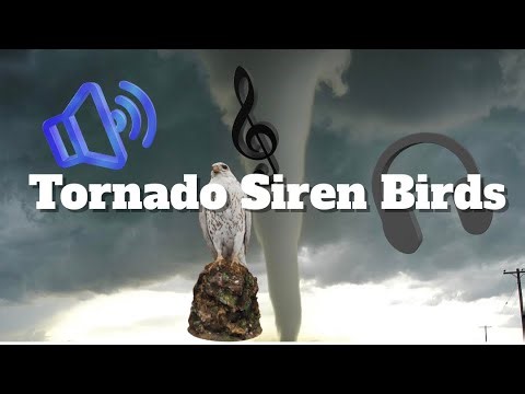 Tornado Siren Scare Birds Comp E Michigan