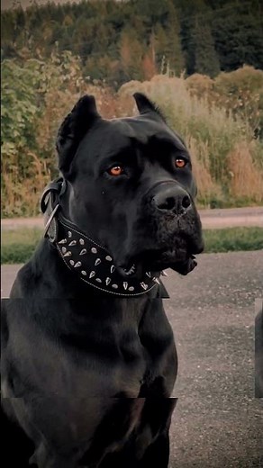 Why the Cane Corso Is an Elite Guardian