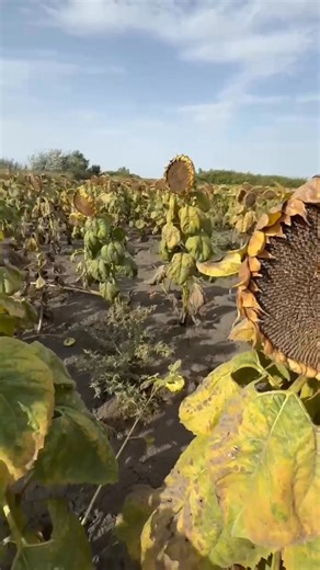 🌱 Tri godine sa Geo2 u proizvodnji pšenice i suncokreta 📍Kumane Na parcelama kompanije RACA doo, Geo2 već tri sezone daje vidljive rezultate na terenu. Kod pšenice – snažniji koren, bolja iskoristivost hraniva i stabilan prinos. Kod suncokreta – jači početni porast, ujednačen razvoj i bolja otpornost na stres. Geo2 ne hrani samo biljku, već unapređuje strukturu zemljišta, aktivira mikrobiološku aktivnost i dugoročno povećava plodnost. ➡️ Geo2 ulaganje u prinos danas i plodnost sutra. | Geo2 dj