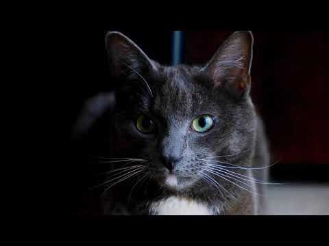 Portrait d'un beau chat gris aux yeux verts