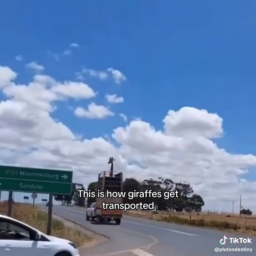 Safely Moving Giraffes: Expert Tips and Techniques