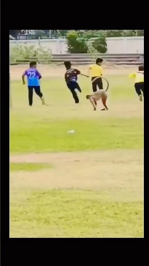 Monkey kick😃🤣#shorts #trending #funny