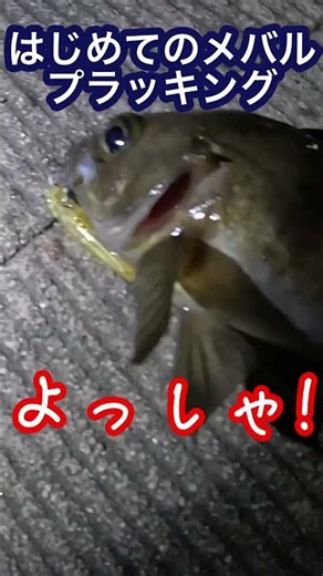 メバルプラッキング はじめての釣り #shorts #メバリング