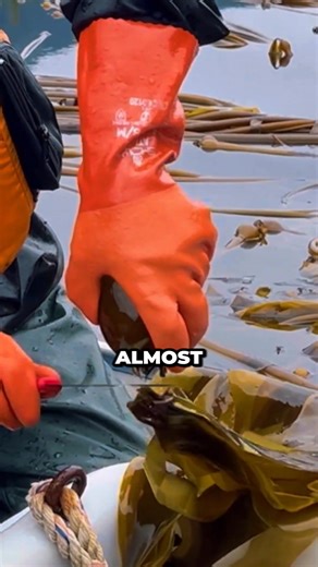 People Eating These Weird Tubes? The Truth Is Wild... #reels #internettheories #facts | Samarth pessy