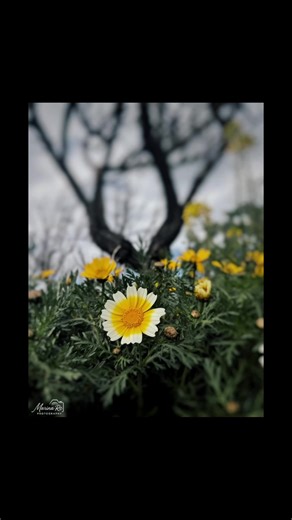 Amazing Flowers in Nature Photography