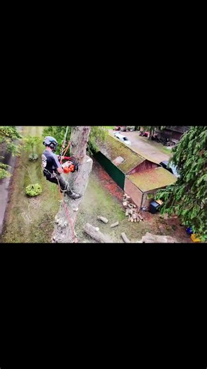 A Horse Chestnut take down we did back in September. This was our first time using the drone. So go easy on us as we’re still getting used to flying it! Hope you enjoy! 👊🏼 #drone #tree #nature #treesurgeon #fyp