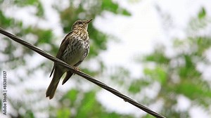 song thrush against trees in the wood with a natural sound