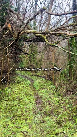 Exploring Nature: A Journey Through Forest Therapy