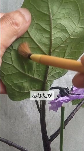 5/26【ナス】花 花が咲いたら これをして実を一気に大きくして 早く収穫をしないとダメです
