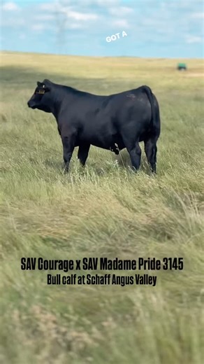 2K views · 279 reactions | OH MAN WHAT A DAY AT SAV !! #podcast #herdreport #beef #angus #cattle #podcasting #viral #fyp | Herd Report | Facebook