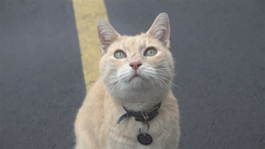 Famous Hamish: The ‘Tail’ of the Crystal Bridges Cat