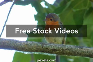 Animal Sound Song Videos, Download The BEST Free 4k Stock Video Footage & Animal Sound Song HD Video Clips