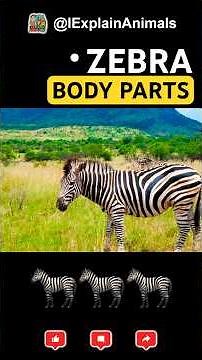 🦓 Zebra Body Parts You Never Noticed! | Wild Anatomy Explained
