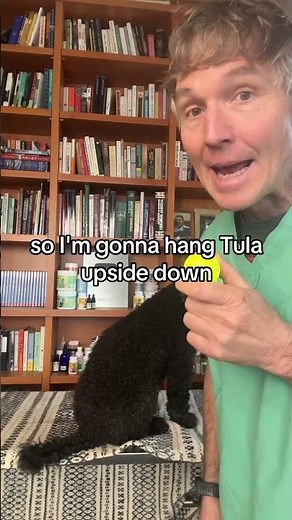 How to save your dog if choking: Dog Heimlich