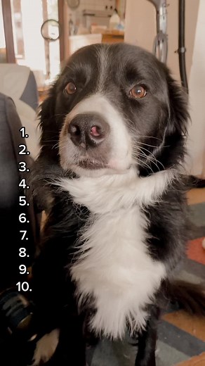 The eating off our plates one is after we finish of course!! #casp47 #pets #trend