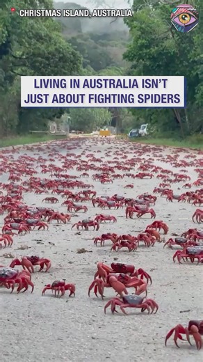 303K views · 760 reactions | The great red crab migration on Christmas Island | Bright Side | Facebook