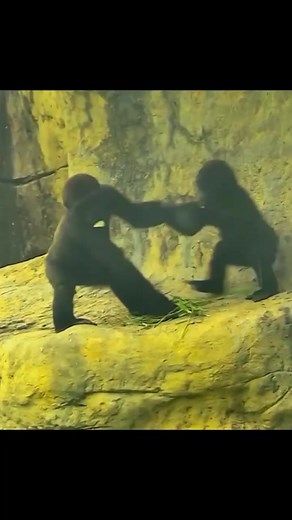 😂😂#monkey #funnyvideos #funny #fyp #fight #interesting