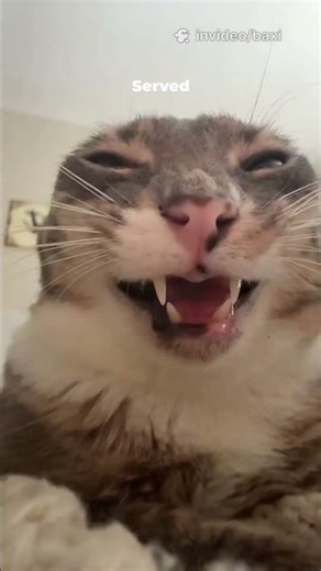 Ranking the Wildest Cat Moments You've Ever Seen #ranking #crazycat #shorts #funnypets #viral #cat