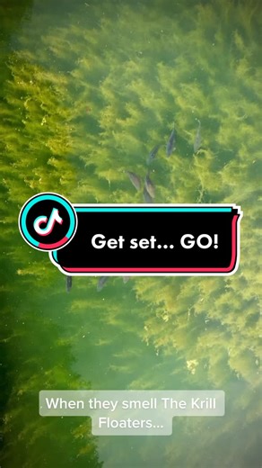 When they smell The Krill Floaters on the back of the wind… #TheKrill #Sunshine #StickyBaits #Reels #angling #fyp #tiktok #viraltiktok #fishing