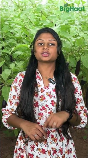 Get 360 protection from sucking and chewing pests with the perfect insecticide, Simodis