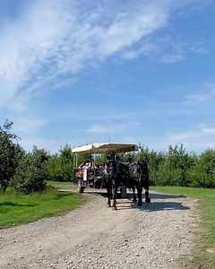 4.4K views · 164 reactions | Trot on over to the farm for some fall...