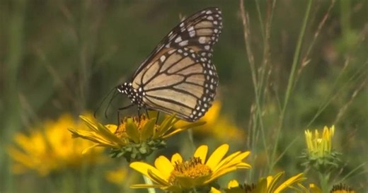 NatureWorks:Monarch Butterfly - Danaus plexippus