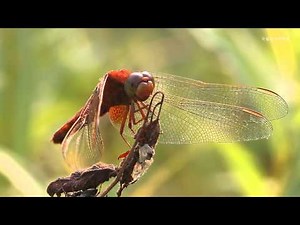 고추잠자리_Sympetrum depressiusculum_국립환경과학원