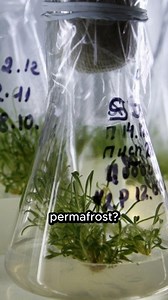 In Siberia, scientists revived a plant from seeds frozen for over 30,000 years, still capable of growing today. 👉 More mysteries on my channel 👀 #ancientmysteries #history #archaeology #hiddenhistory #mysteriesoftheworld | The Arcane Archaeologist