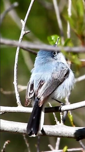 Florida Scrub-Jay: Meet the Sunshine State’s Endemic Bluebird #FloridaScrubJay #wildlifeconservation