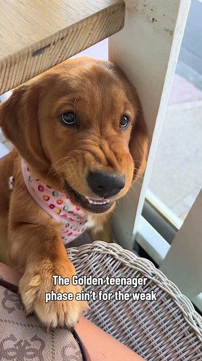 We took her to a restaurant and all she did was chew on the chair… she’s enrolled in obedience school for the teenage phase starting soon😃😅 #goldenretriever #goldenretrieverpuppy