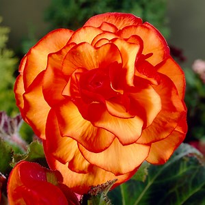 Yellow-Red Picotee Begonia | American Meadows