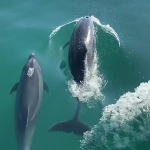 55 reactions | A Magical Moment… a family of dolphins this morning on our boat trip to the Benagil Caves in Portugal. . . . #dolphins #portugal #grateful #travel #explore #educate #adventure #happiness | Laura Hamilton - TV Presenter & Property Expert | Facebook