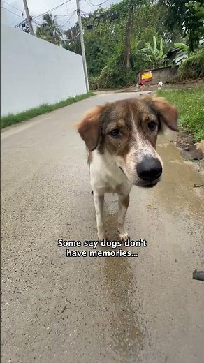 This street dog desperately needed our help 💔