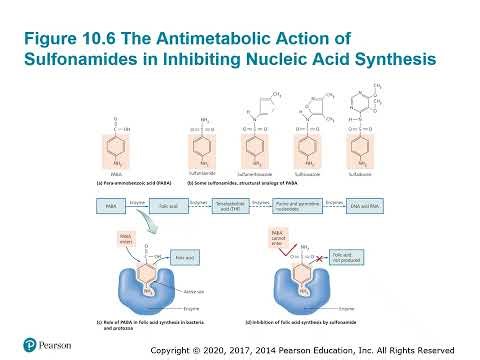 BIO 230 Chapter 10 PPT Recording