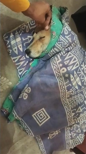 গাবলু কি আমাদের ছেড়ে চলে গেল 😭🤯#Doglovershorts #viralshorts #viralvideo #dogfunnyvideo #animallover