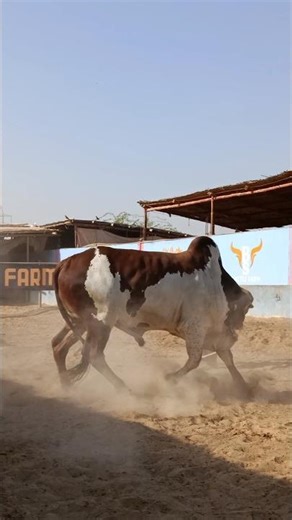 Dangerous Big Cow in Maweshi Mandi 2026 #ytshorts #cow #shorts