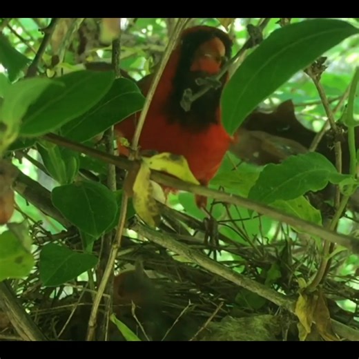 Baby Cardinals Being Fed and Raised #birds #bird #nature #birdsofinstagram #wildlife #birdphotography #naturephotography #wildlifephotography #photography #birdwatching #birdlovers #birding #animals #naturelovers #best #of #love #birdstagram #ig #parrots #photooftheday #captures #art #canon #aves #nikon #perfection #parrot #animal #birdlife | Bird world