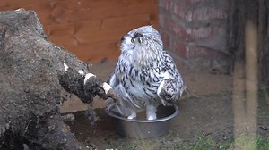 Download Eurasian eagle owl for free