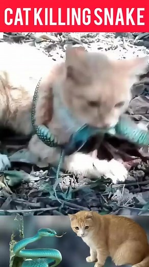 cat killing snake | Mobarak Snake Saver