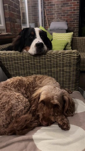 Everyone needs a neighbour like Ronnie 🤣😄 #bernesemountaindog #cockapoo #dogloversoftiktok #dogfriends #fyppppppp